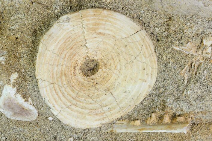 Cretaceous Fossil Fish Vertebra In Rock - Morocco #111586